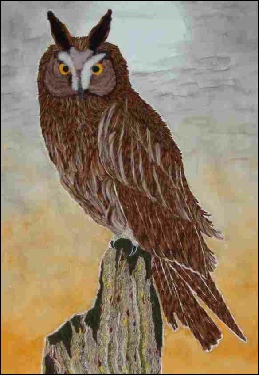Long-eared Owl.jpg