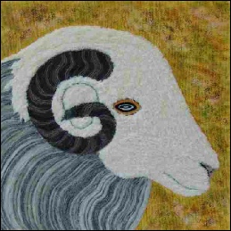Herdwick Ram.jpg